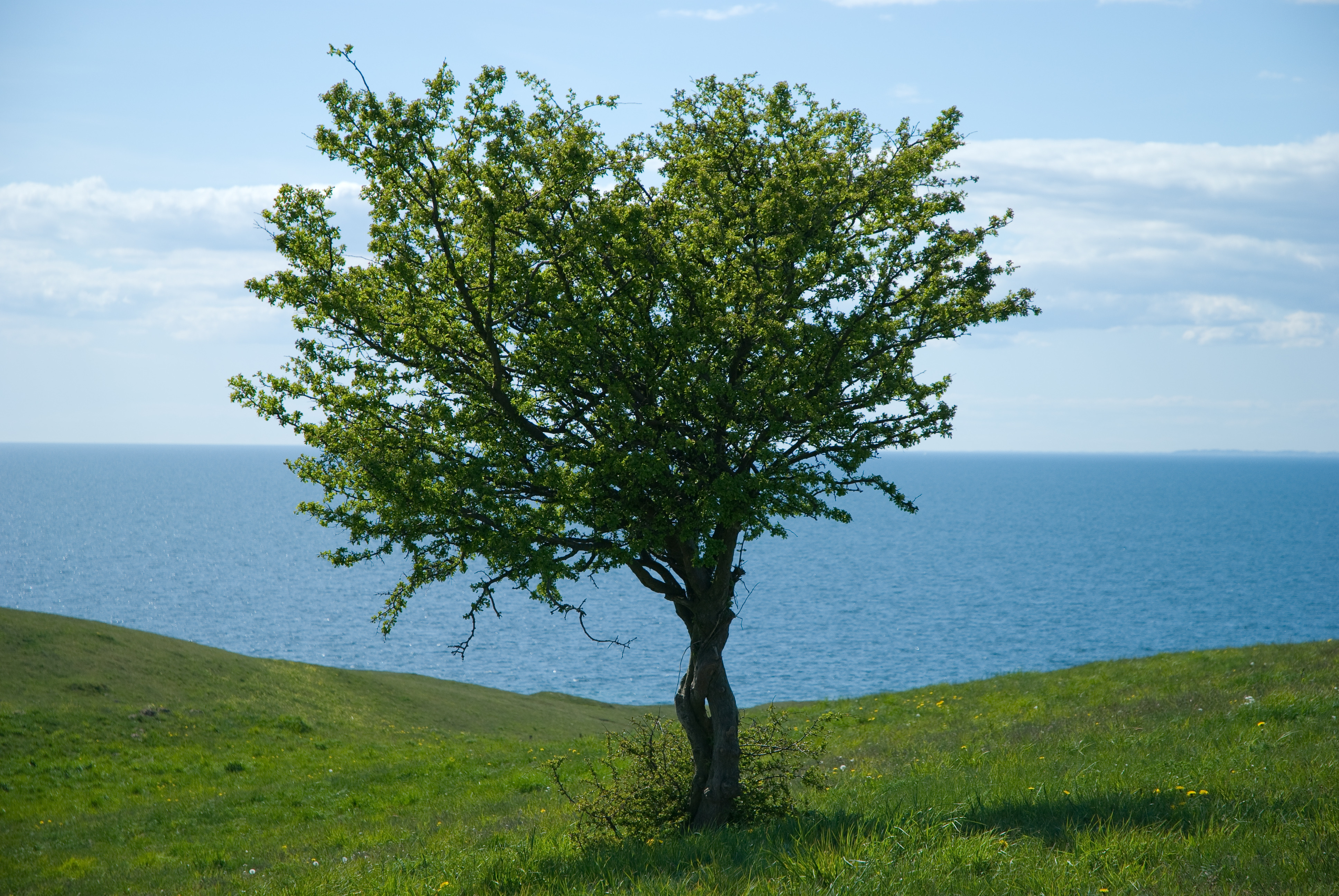 Buy-land-tree - The Self Build Guide